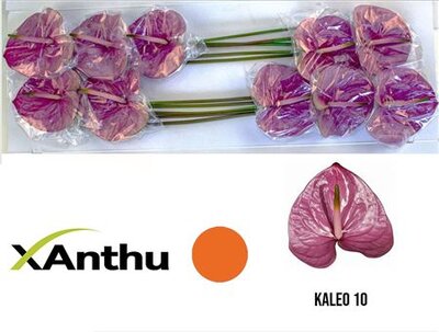 Anth A Kaleo *12