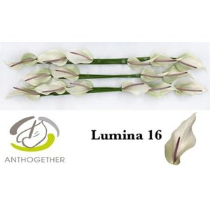 Anth A Lumina *16