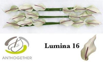 Anth A Lumina *16