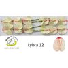 Anth A Lybra *12