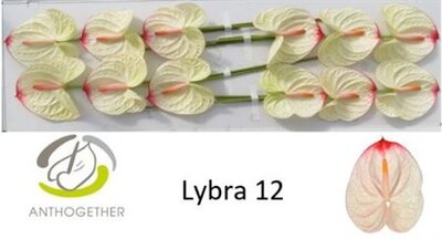 Anth A Lybra *12