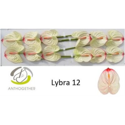 Anth A Lybra *12