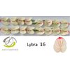 Anth A Lybra *16