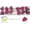 Anth A Maravilla *12