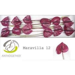 Anth A Maravilla *12
