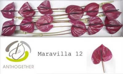 Anth A Maravilla *12