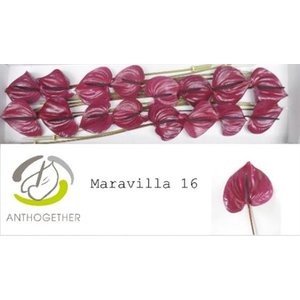 Anth A Maravilla *16