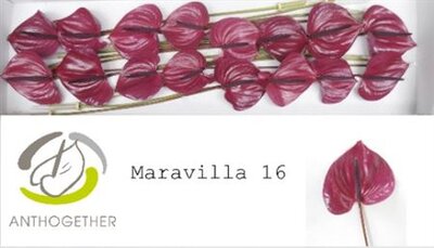 Anth A Maravilla *16