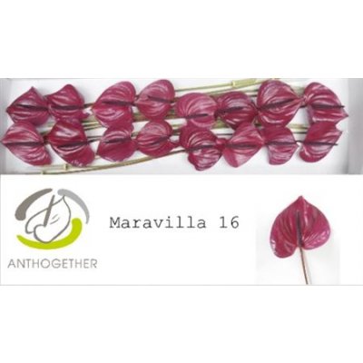 Anth A Maravilla *16