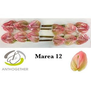 Anth A Marea *12