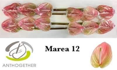 Anth A Marea *12