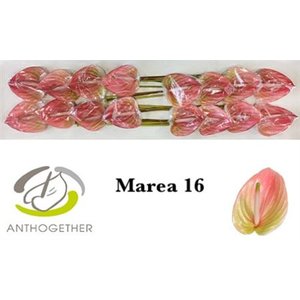 Anth A Marea *16