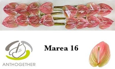 Anth A Marea *16