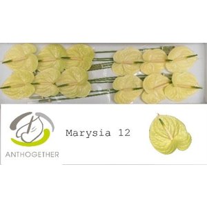 Anth A Marysia *12