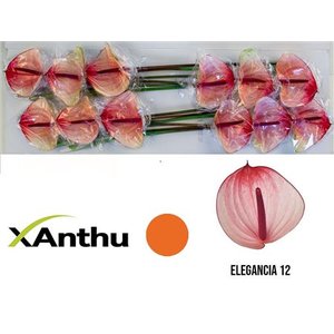 Anth A Max Elegancia *12