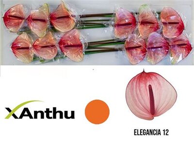 Anth A Max Elegancia *12