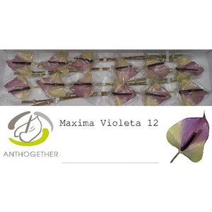 Anth A Max Violeta *12