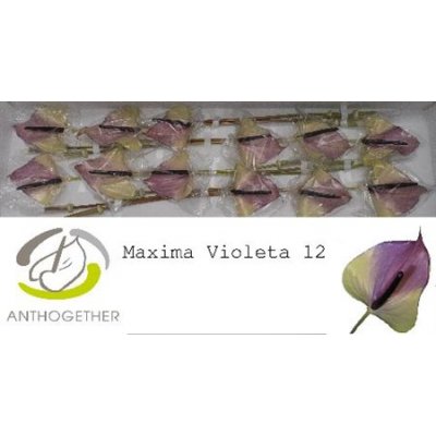 Anth A Max Violeta *12