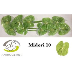 Anth A Midori *10