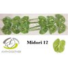 Anth A Midori *12