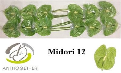Anth A Midori *12