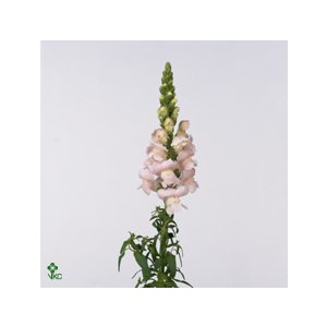 Antir Ov Light Pink