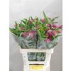 Ascl Soulmate Pink