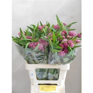 Ascl Soulmate Pink