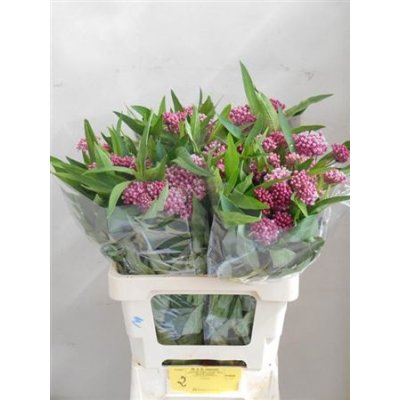 Ascl Soulmate Pink