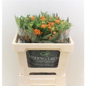 Ascl Tuberosa
