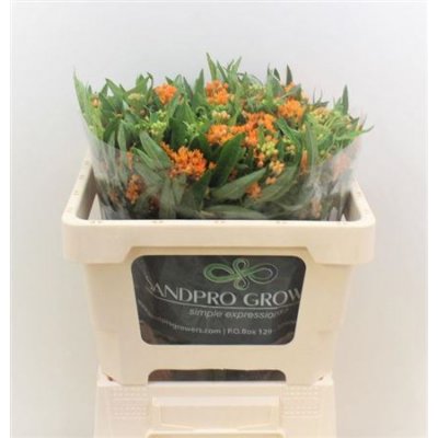 Ascl Tuberosa