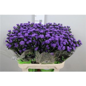 Aster Astee Dark Milka