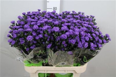 Aster Astee Dark Milka