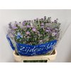 Aster Cassandra