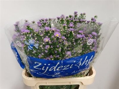 Aster Cassandra