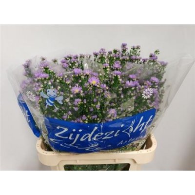 Aster Cassandra