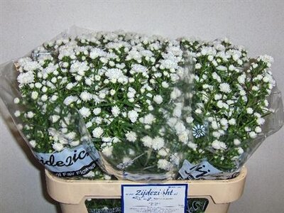Aster Cassy White