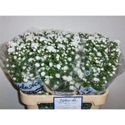 Aster Cassy White