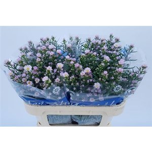 Aster Claudia