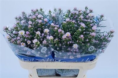 Aster Claudia
