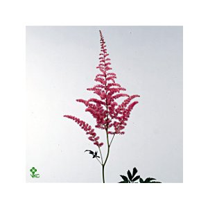 Astil Ar Cattleya
