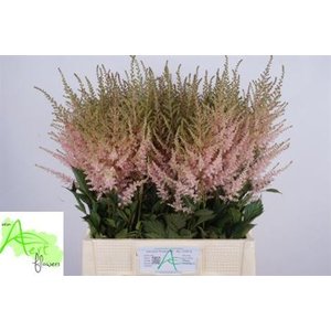 Astil Ja Avalanche Light Pink New