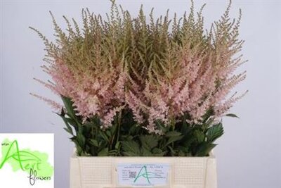 Astil Ja Avalanche Light Pink New