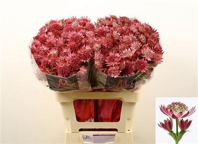 Astrantia Roma