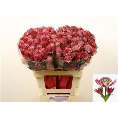 Astrantia Roma