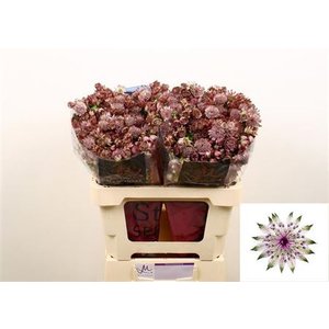 Astrantia Roze Star Of Africa