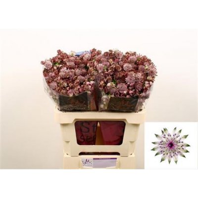 Astrantia Roze Star Of Africa
