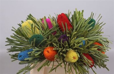 Banksia Dyed Mix