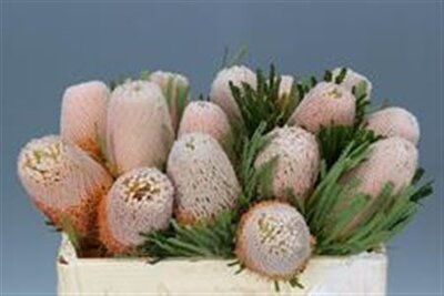 Banksia Hookerana