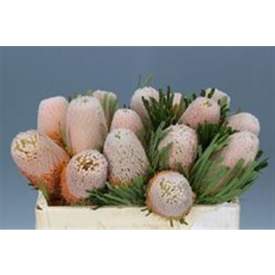 Banksia Hookerana